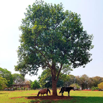 Sustentabilidade Serquímica